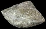 Pyrite Replaced Brachiopod (Paraspirifer) - Ohio #52711-1